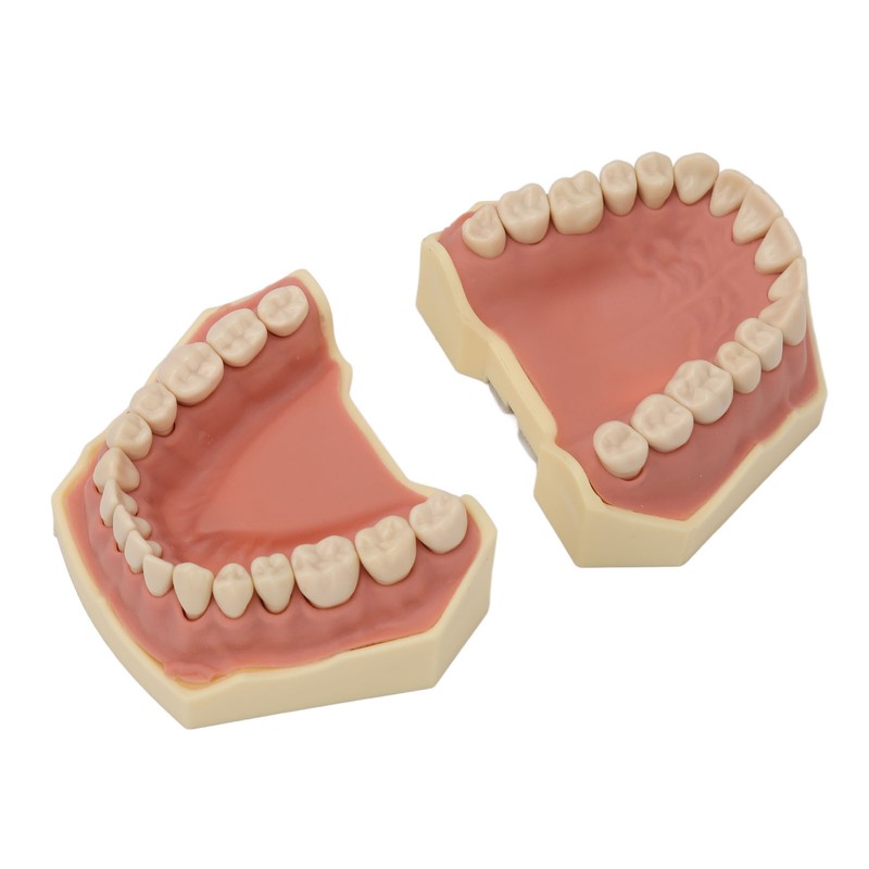 Dental Teaching Model Soft Gum 32 Teeth Dental Demonstration Teeth