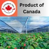 Canadian Vita Original Ginseng Honey - Unique Creamy Blend of