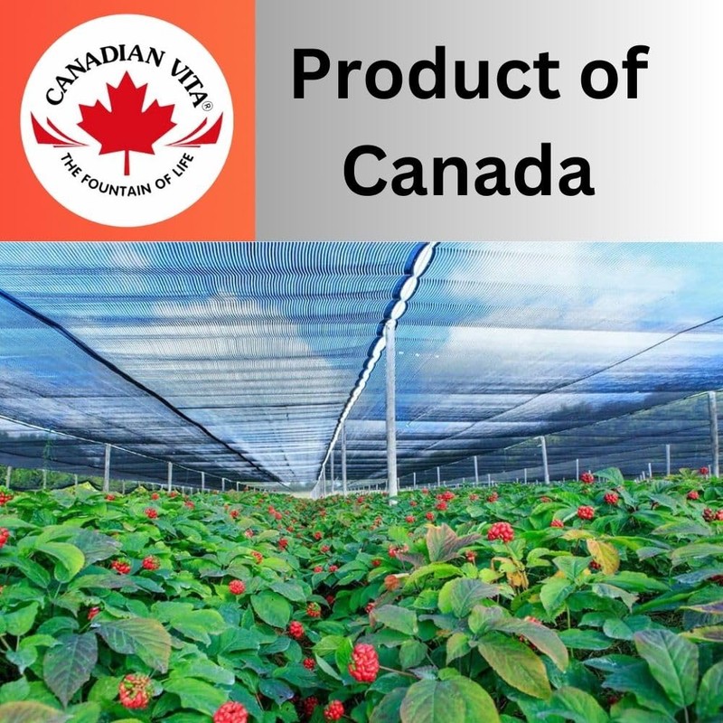 Canadian Vita Original Ginseng Honey - Unique Creamy Blend of