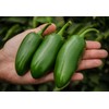 SeedsUP - 30+ Seeds Jalapeno Chili Pepper - Vegetable Green