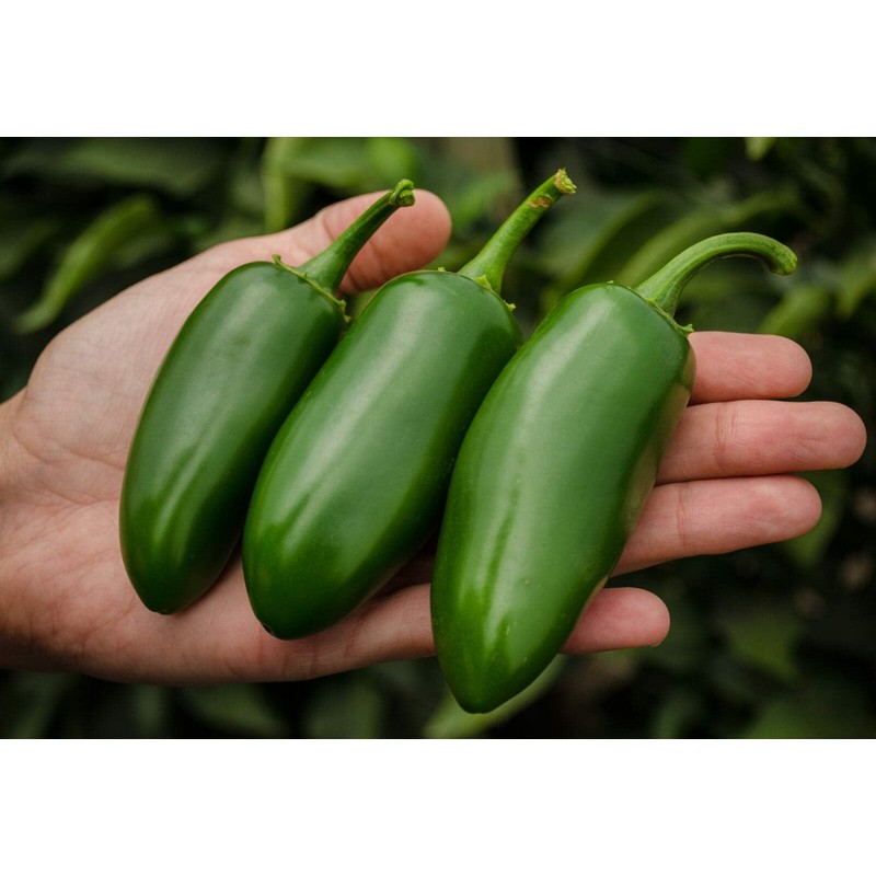 SeedsUP - 30+ Seeds Jalapeno Chili Pepper - Vegetable Green