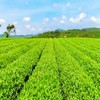 Chinese Premium Longjing Tea Spring Long Jing Green Tea Genuine