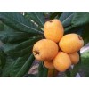 Tree Sweet Japanese Loquat Fruit Tree Tropical Live Plant 15”