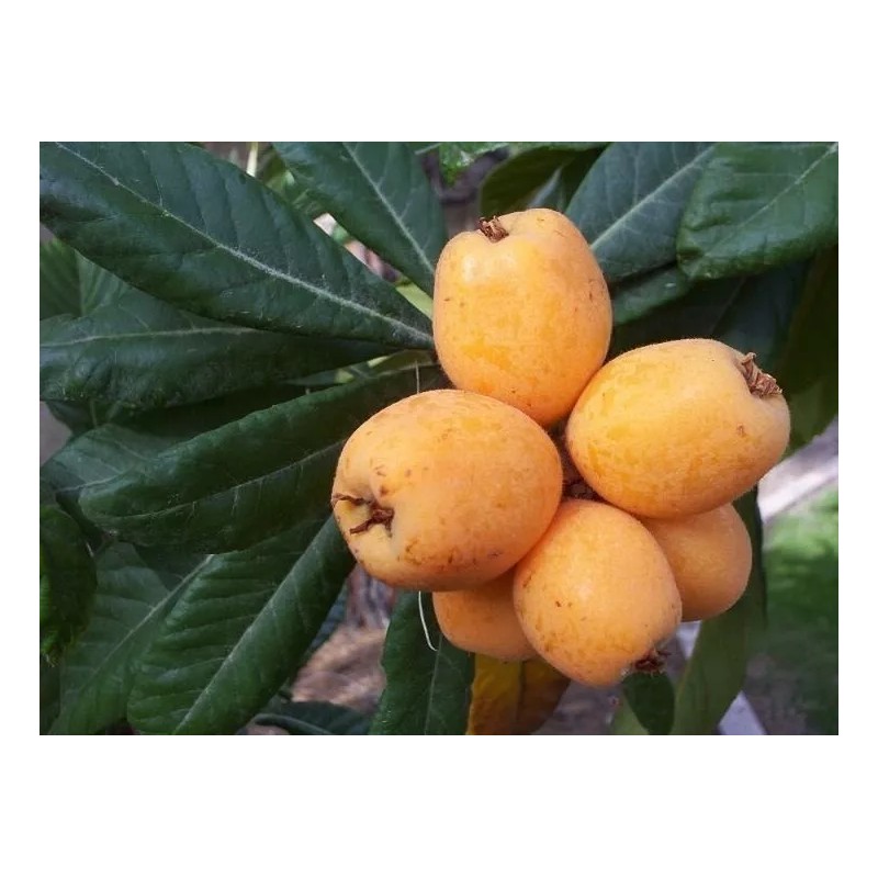 Tree Sweet Japanese Loquat Fruit Tree Tropical Live Plant 15”
