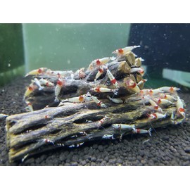 SoShrimp Natural Cholla Wood for Aquarium Decoration Shrimp and Fish Tank (6 Inch (3 Pack))