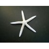 Florida Shells and Gifts 6 Large White Pencil (Finger) Starfish