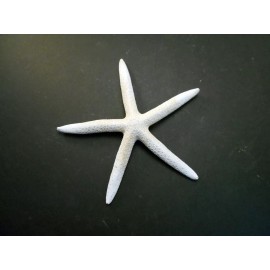 Florida Shells and Gifts 6 Large White Pencil (Finger) Starfish 6-8" Beach Wedding Nautical Decor Crafts.