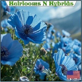 2,500 Organic Himalayan Blue Meconopsis Poppy Seeds For Planting Huge Flowers