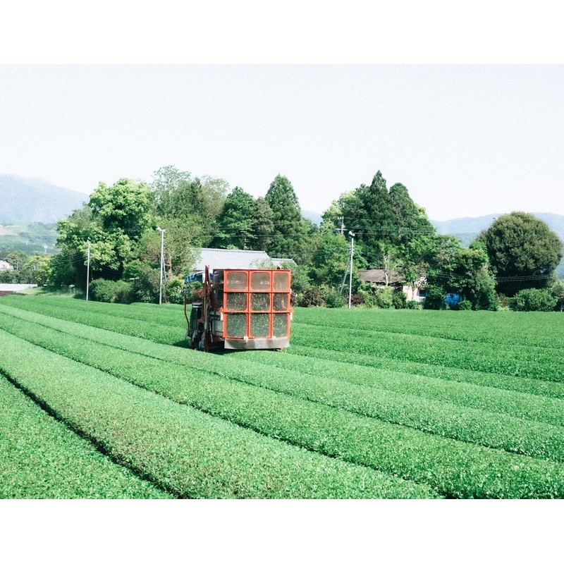Rokuguru Farm JGAP Miyazaki Fukushi Sencha 3.5 oz (100 g)