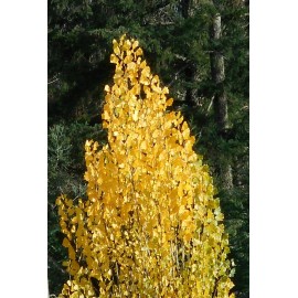 THEVES POPLAR - Populus nigra ‘Afghanica’ - 10 Easy To Root 10-12 inch Cuttings