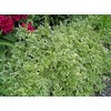 HeirloomSupplySuccess Heirloom 25 Snow on The Mountain Bishop's Gout Plant