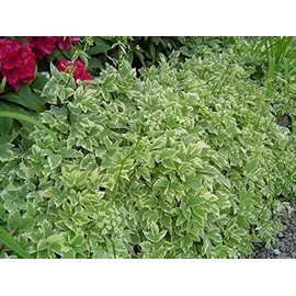 HeirloomSupplySuccess Heirloom 25 Snow on The Mountain Bishop's Gout Plant Seeds - Bishop's Weed