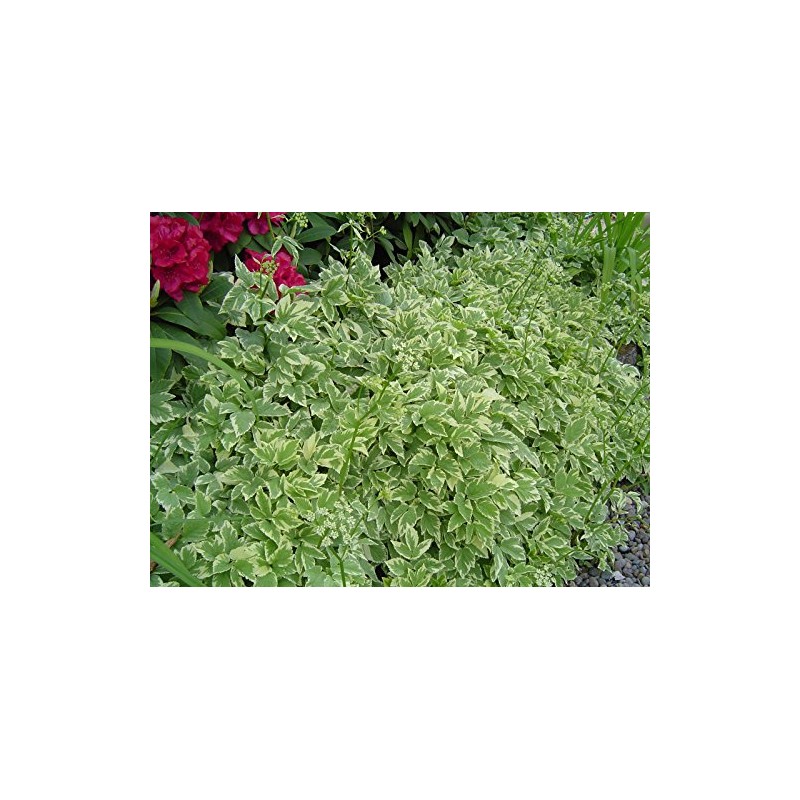 HeirloomSupplySuccess Heirloom 25 Snow on The Mountain Bishop's Gout Plant