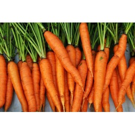 2000 Carrot Seeds - Imperator 58 - Daucus Carota - Heirloom - Non-GMO - Always Fresh Seeds! - Planting Seeds for Home Vegetable Garden