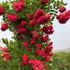 200+ Mix Climbing Rose Seeds for Planting Outdoors Ornamental Climbing