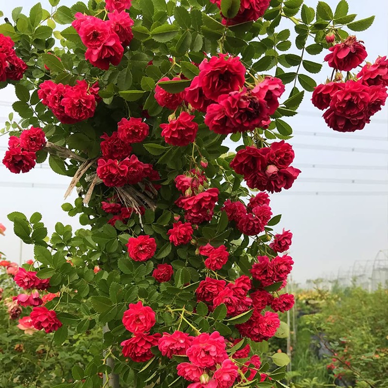 200+ Mix Climbing Rose Seeds for Planting Outdoors Ornamental Climbing