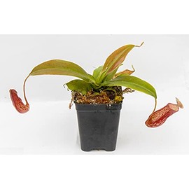 Carnivero Tropical Pitcher Plant - Nepenthes Gaya - Carnivorous Plant, L