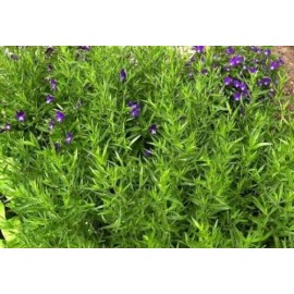 1000+Tarragon Seeds Russian Tarragon Dragon Wort Perennial Garden Herb USA