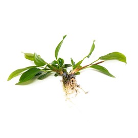 CANTON AQUATICS Anubias Hastifolia Bare Root - Hardy Freshwater Aquatic Plant - Create a Safe & Natural Environment for Your Aquarium Pets - Adds Natural & Stunning Beauty - Small