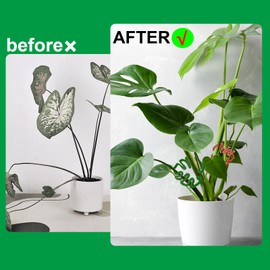 YANXIN1E 4PACKS Unique & Aesthetic Monstera Leaf Shape Grapple Plant Support, Grappler Rings, Plant Support Monstera with Ties, Keeps Plants Tame & Growing Vertical (Green)