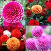 CEMEHA SEEDS - Seeds Dahlia Ball Pompon Mix Annual Flowers