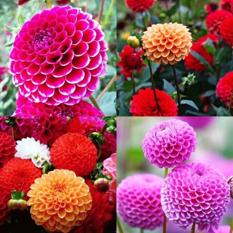 CEMEHA SEEDS - Seeds Dahlia Ball Pompon Mix Annual Flowers