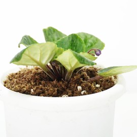 Kapecute 2QT African Violet Potting Soil, Professionally Formulated Weakly Acidic, High Humidity, Fast Draining Potting Soil