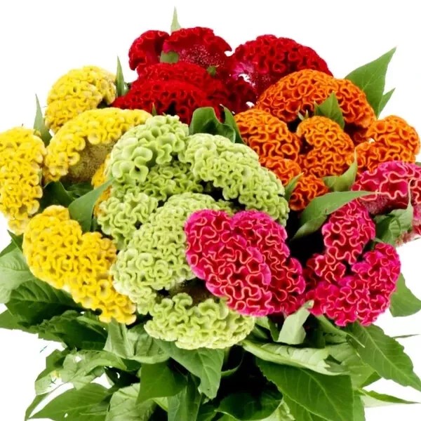 Flowers 200 Celosia Seed for Planting -Mix Cristata Cockscomb