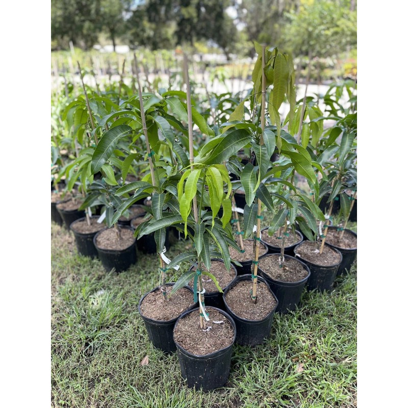 Tree VALENCIA PRIDE MANGO TREE GRAFTED (3-4 Feet Tall)