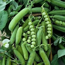 30 Early Frosty Pea Seeds for Planting Heirloom Non GMO 7+ Grams English Pea Garden Vegetable Bulk Survival