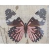 Butterfly Black Framed Art-Cherish Picture Country or Modern Decor