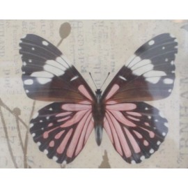 Butterfly Black Framed Art-Cherish Picture Country or Modern Decor