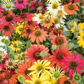 1000 Coneflower Seeds for Planting - Echinacea Seeds Perennial Bloom Flowers Rare Echinacea Flower Non-GMO Perennial Coneflower Garden Outdoor
