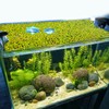 PEUTIER 5pcs Aquarium Floating Plant Rings, Foam Floating Plant Corral