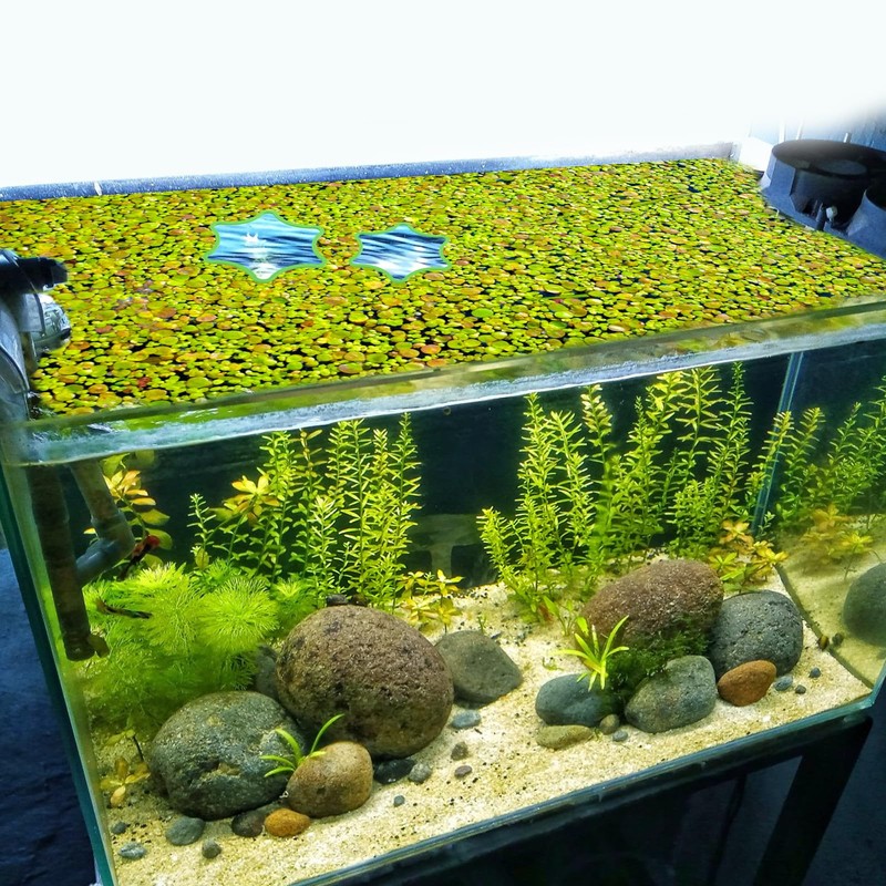 PEUTIER 5pcs Aquarium Floating Plant Rings, Foam Floating Plant Corral