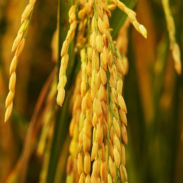 Rice Carolina Gold Seeds - Packet of 20 Seeds