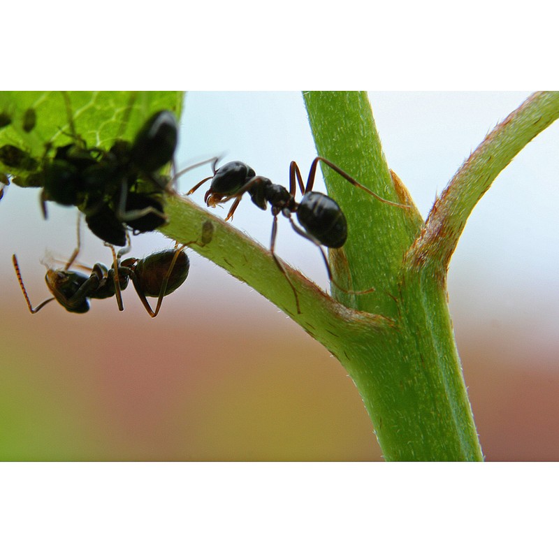 Nemasys no ant 16sqm pack