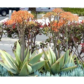 Home-Growth Aloe Striata, Coral Aloe - 20 Seeds 2025 - USA