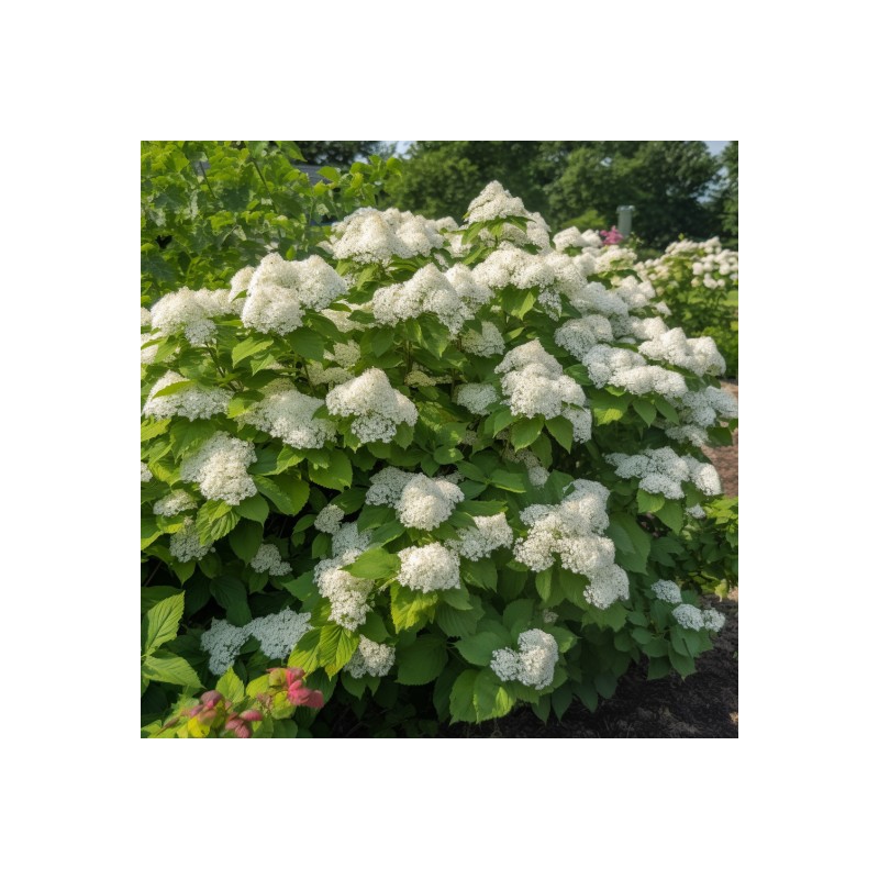 Shrub 2 Chicago Lustre Viburnum Shrubs - 10-18" Tall Seedlings,