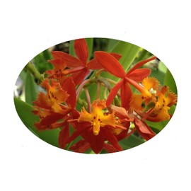 Emeralds TM Terrestrial Poor Mans Reed Stemmed Ground Orchid Orange Epidendrum radicans 4 inch Pot