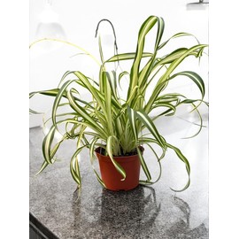 Spider Plant in 6-Inch Hanging Pot, Chlorophytum Comosum, Live Indoor Houseplant, Good for Home Decor, Office Decor, Gift. Pet Friendly.