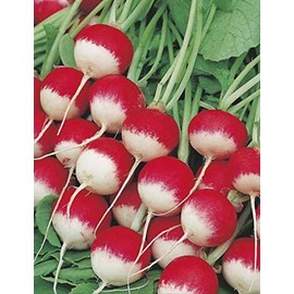 600 Sparkler Radish Seeds for Planting Heirloom Non GMO Garden Vegetable Bulk Survival