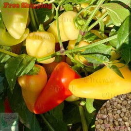 Treevale Santa Fe Grande Hot Pepper Seeds | Yellow Hot Chili, Guero Chili Seeds | NON-GMO - 200 Seeds