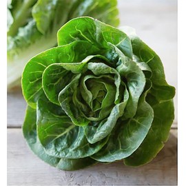 Little Gem Lettuce Seeds - Fall Crop and Cool Season Planting