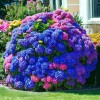 Nygardenia 25pcs Blue Pink Purple Hydrangea - Beautiful and Hardy