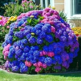 Nygardenia 25pcs Blue Pink Purple Hydrangea - Beautiful and Hardy Perennial Flowers.