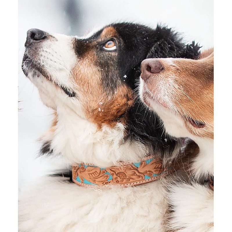 Michur Mariano Leather Dog Collar Beige Blue Brown Leather with