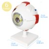EVOTECH SCIENTIFIC Human Eye Anatomy Model, 6 Parts 6X Enlarged