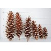 Unbranded Eastern White Pine Cones Natural Pinecones DIY Decor Project