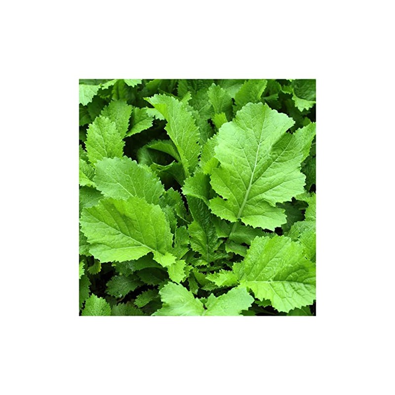 Everwilde Farms - 1 Oz Florida Broadleaf Mustard Seeds -